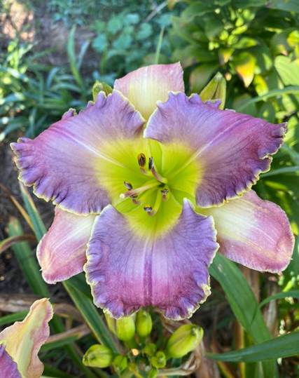 A purple and yellow flower
Description automatically generated