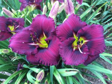 A close up of a flower
Description automatically generated with low confidence