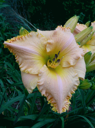 A close up of a flower
Description automatically generated with medium confidence