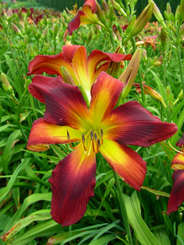 A close up of a flower
Description automatically generated with medium confidence