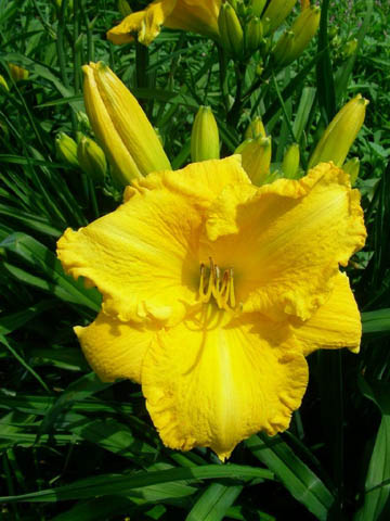 A yellow flower with green leaves
Description automatically generated with medium confidence