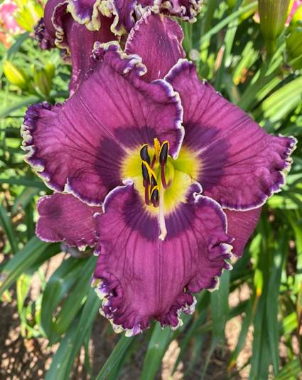 A purple flower with yellow center
Description automatically generated