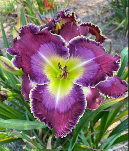 A purple and yellow flower
Description automatically generated