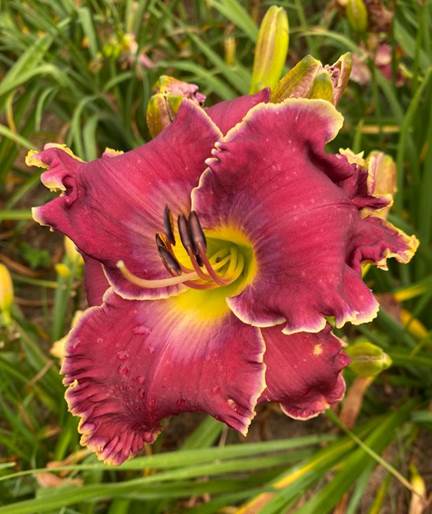 A close up of a flower
Description automatically generated