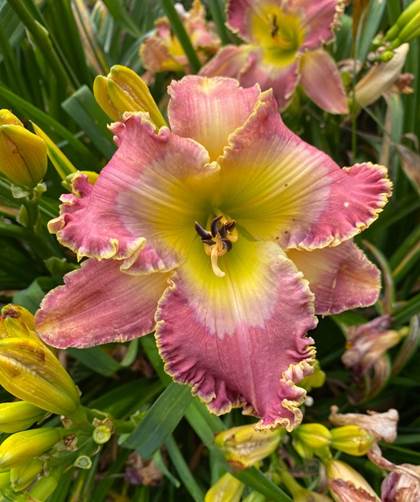 A pink and yellow flower
Description automatically generated