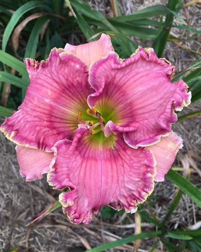 A close up of a flower
Description automatically generated