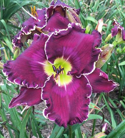 A purple flower with yellow center
Description automatically generated