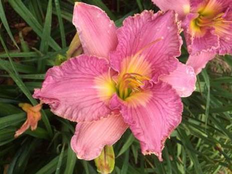 A close up of a flower
Description automatically generated with medium confidence