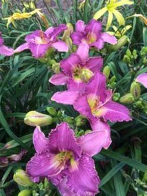 A group of flowers
Description automatically generated with low confidence
