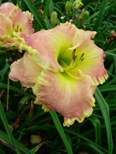 A picture containing grass, plant, flower
Description automatically generated