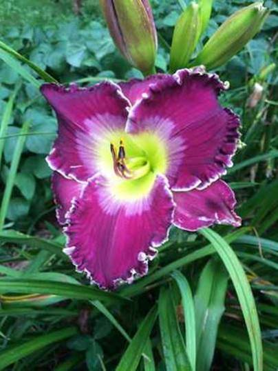 A picture containing plant, flower, outdoor, pink
Description automatically generated