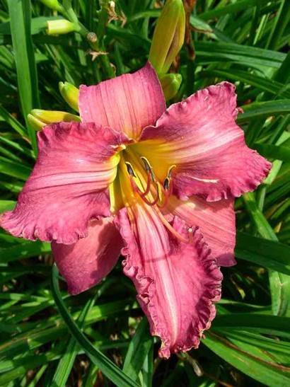 A pink flower with green leaves
Description automatically generated with low confidence