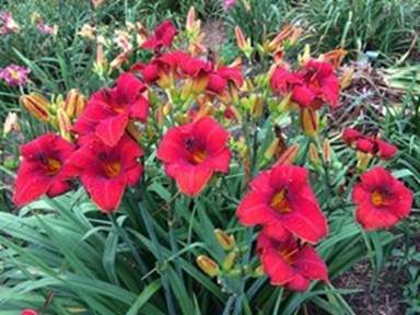 A group of red flowers
Description automatically generated