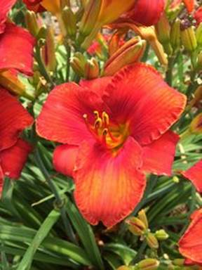 A close up of a flower
Description automatically generated with medium confidence