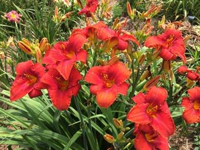 A group of red flowers
Description automatically generated