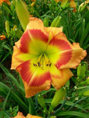 A red and yellow flower

Description automatically generated with low confidence