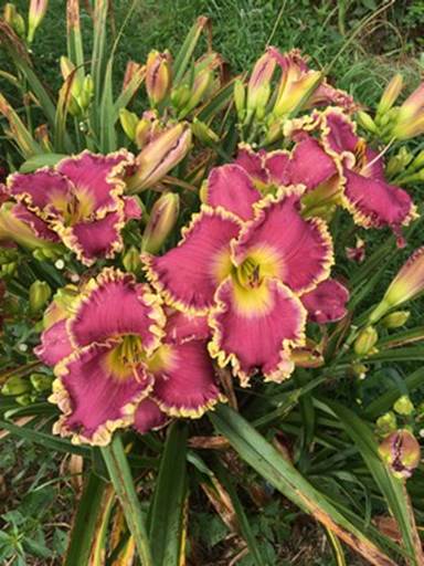 Daylily