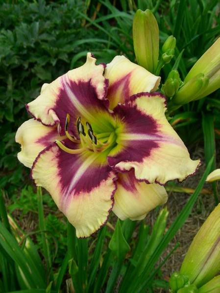 A close up of a flower
Description automatically generated