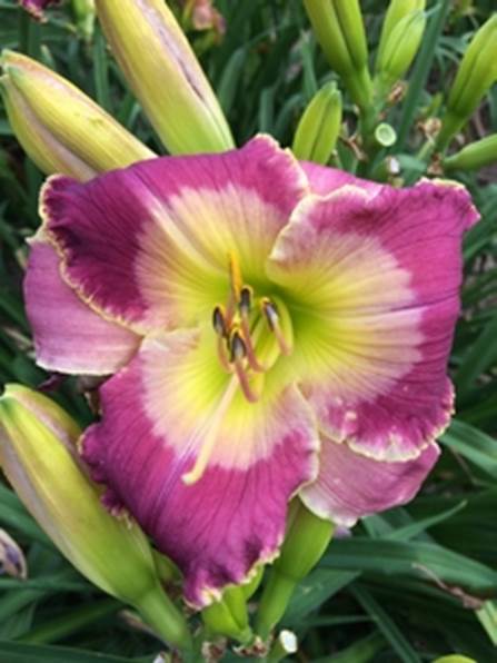 A close up of a flower
Description automatically generated