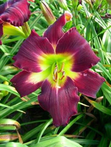 A picture containing plant, flower
Description automatically generated