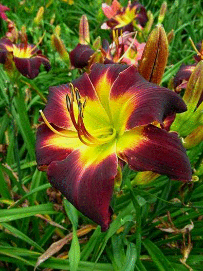 A close up of a flower
Description automatically generated