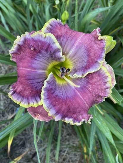 Daylily
