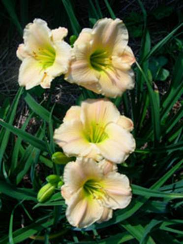 A group of yellow flowers
Description automatically generated