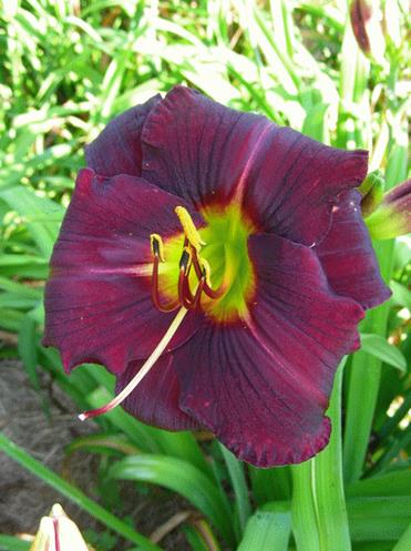 A picture containing plant, flower, red, leaf
Description automatically generated