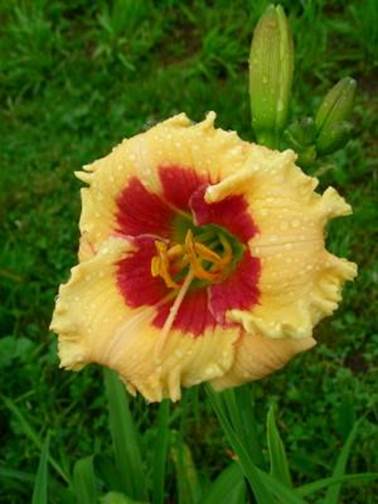 A red flower in grass

Description automatically generated with low confidence