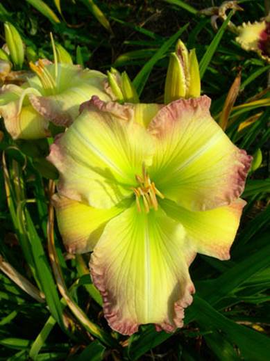 A close-up of a flower
Description automatically generated