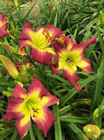 A group of flowers
Description automatically generated with low confidence