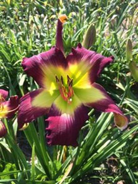 A picture containing plant, flower
Description automatically generated