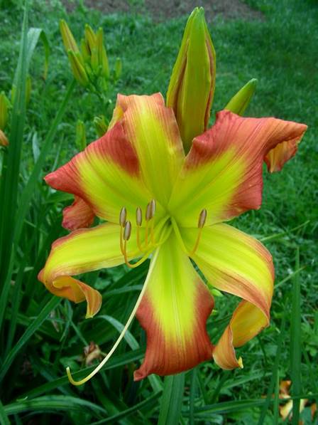 A yellow flower with green leaves
Description automatically generated