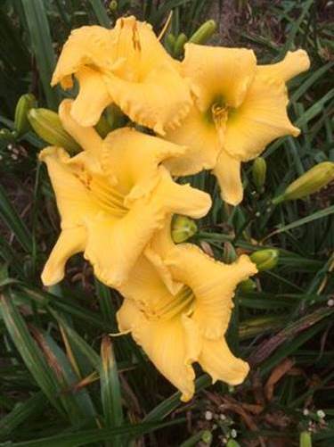A group of yellow flowers
Description automatically generated