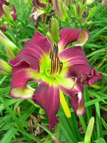 A close up of a flower
Description automatically generated with medium confidence