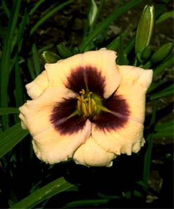 A picture containing plant, flower, green, leaf
Description automatically generated