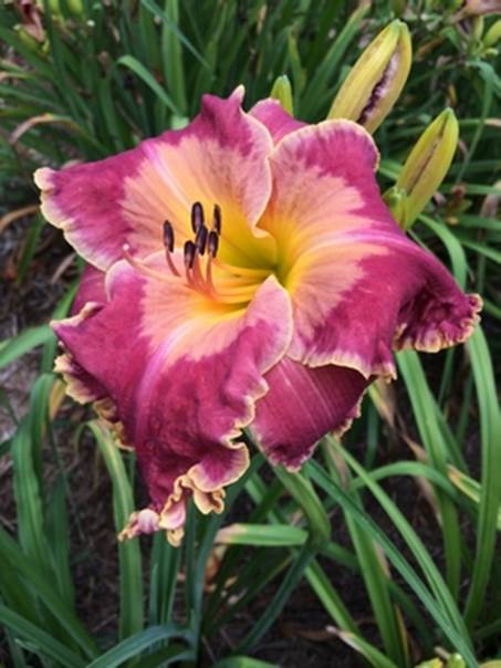 A bee on a flower
Description automatically generated with medium confidence