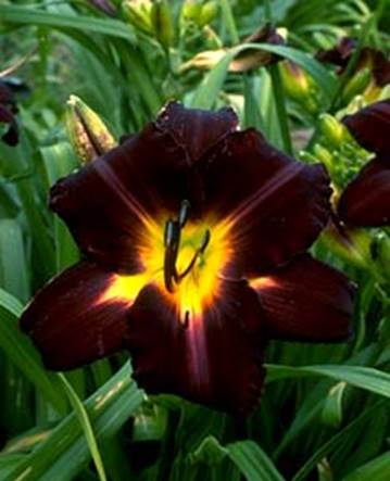 A red and yellow flower
Description automatically generated with low confidence
