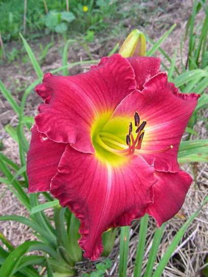 A picture containing grass, plant, outdoor, flower
Description automatically generated