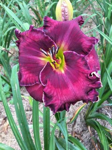 Daylily