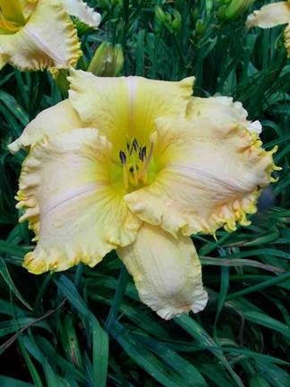 A picture containing plant, flower
Description automatically generated