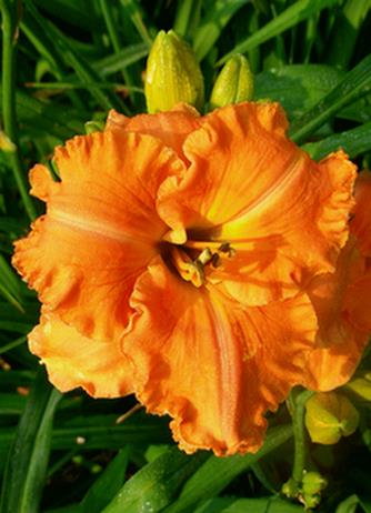 A close up of a flower
Description automatically generated with medium confidence