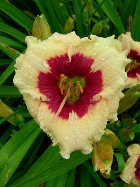 A close up of a flower
Description automatically generated