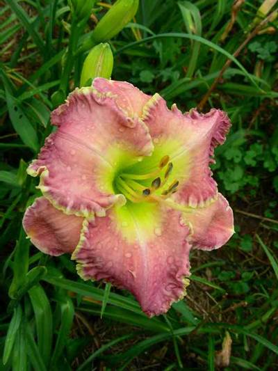 A pink and yellow flower
Description automatically generated with medium confidence