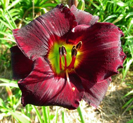 A red flower with green leaves
Description automatically generated with low confidence