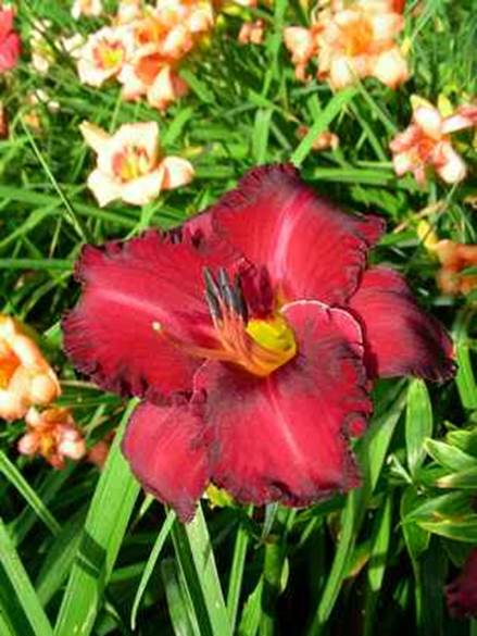 A picture containing plant, flower
Description automatically generated
