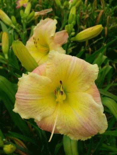 A close up of a flower
Description automatically generated with medium confidence