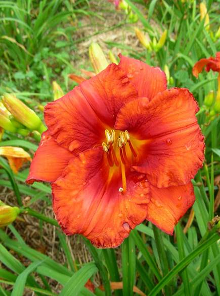 A red flower in grass
Description automatically generated with low confidence