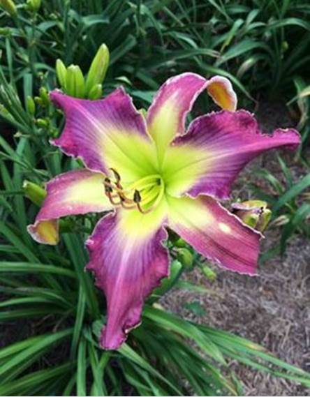 A purple and yellow flower
Description automatically generated with medium confidence