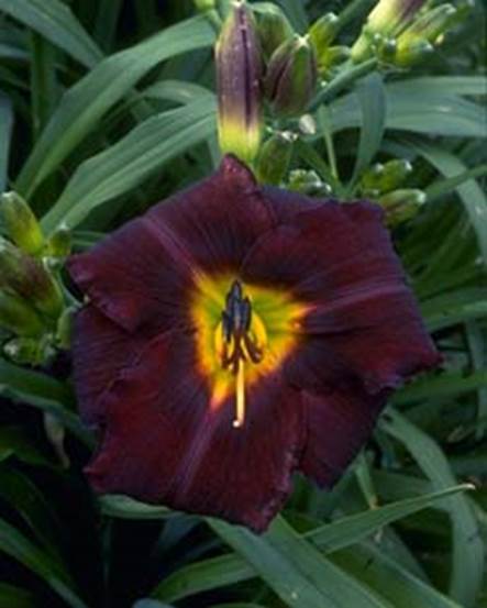 A picture containing plant, flower, tree, leaf
Description automatically generated